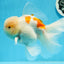 AAA Grade Orange White Sakura Oranda Male 6 inches #0920OR_18