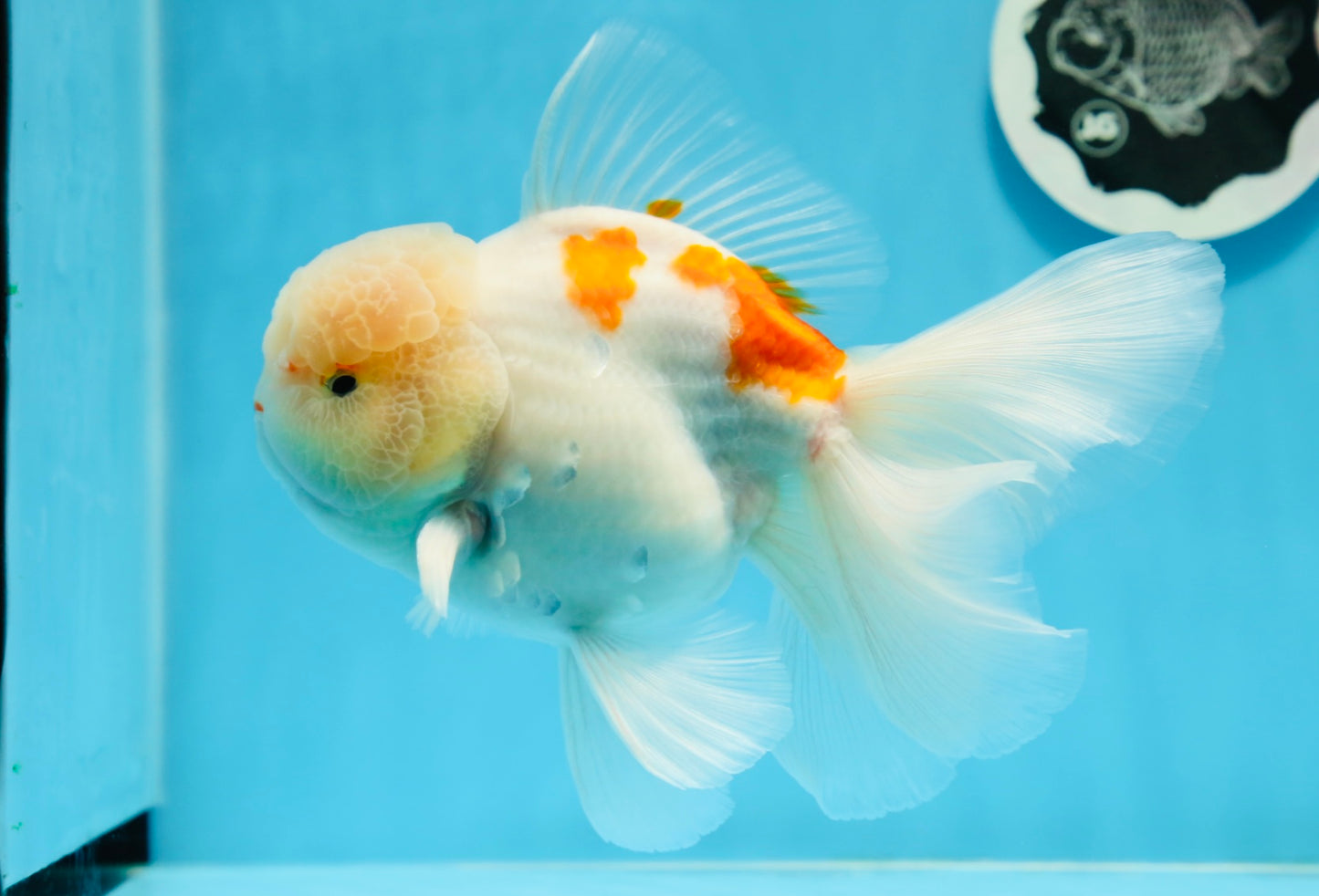 AAA Grade Orange White Sakura Oranda Male 6 inches #0920OR_18