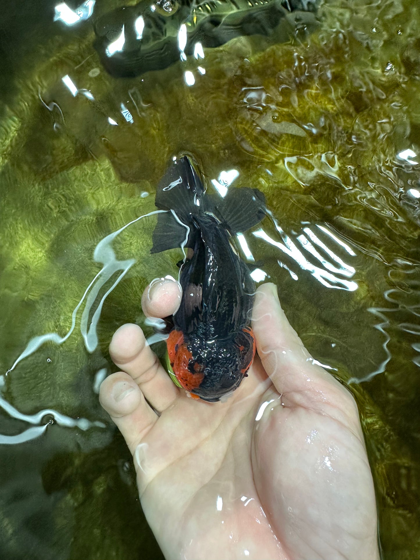 Pompom Tricolor Yuanbao Male 4 inches #060625YB_09