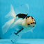 A Grade SPECIAL Panda Oranda Male 6 inches #090525OR_14