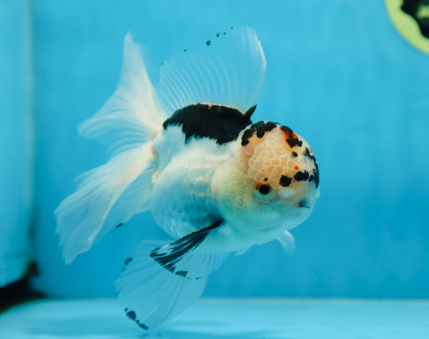 A Grade SPECIAL Panda Oranda Male 6 inches #090525OR_14