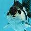 Panda Oranda Female 2.5-3 inches #1004OR_25