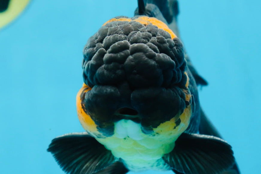 A Grade CHONKY Tricolor Oranda Male 6 inches #080125OR_26