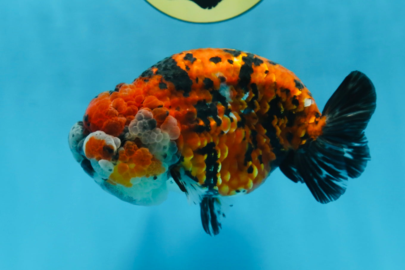 RARE AAA Grade Special Tricolor Tiger LionQueen 5.5 inches #082225LC_01