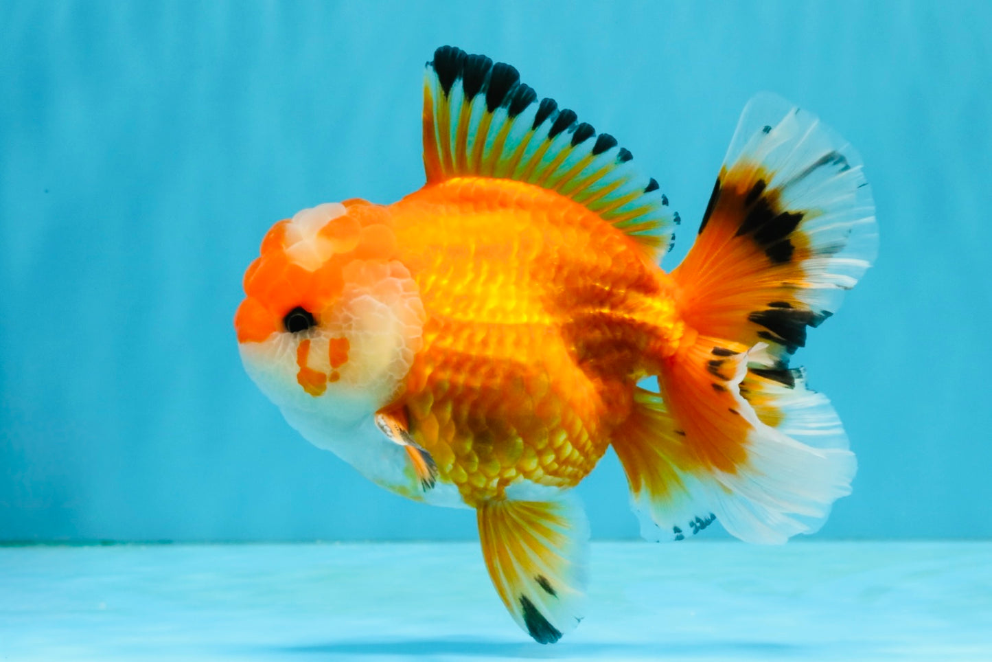 A Grade Red White Oranda Male 5.5 inches #040326OR_12