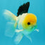 A Grade Panda Button Eyes Oranda Male 5-5.5 inches #031326OR_28
