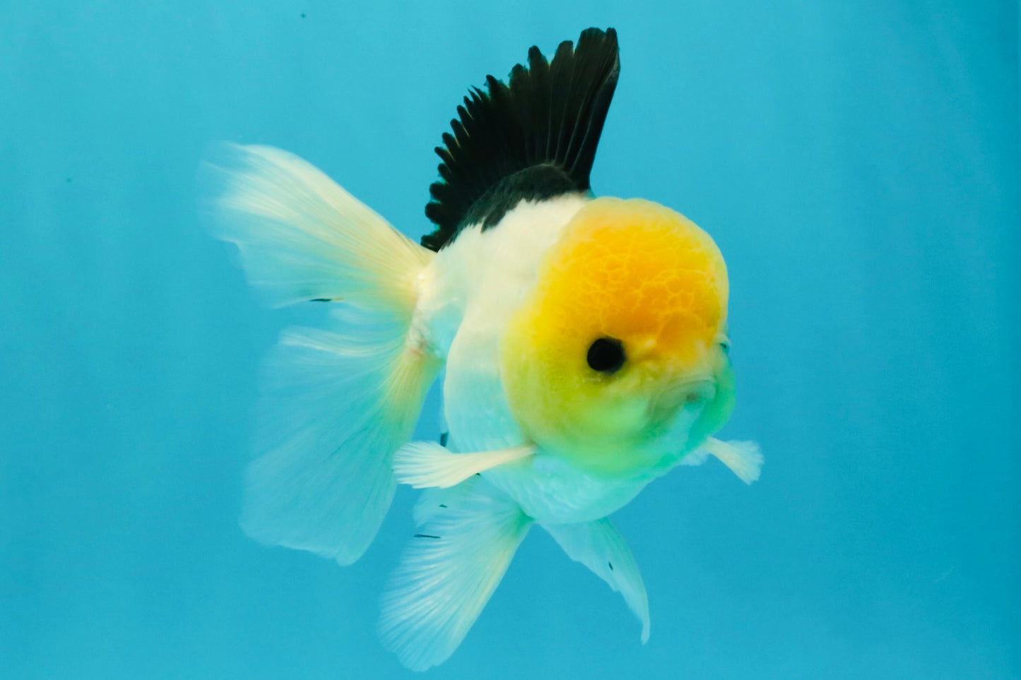 A Grade Panda Button Eyes Oranda Male 5-5.5 inches #031326OR_28