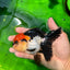 A Grade Cherry Head Tricolor Oranda Female 4.5-5 inches #0614OR_22