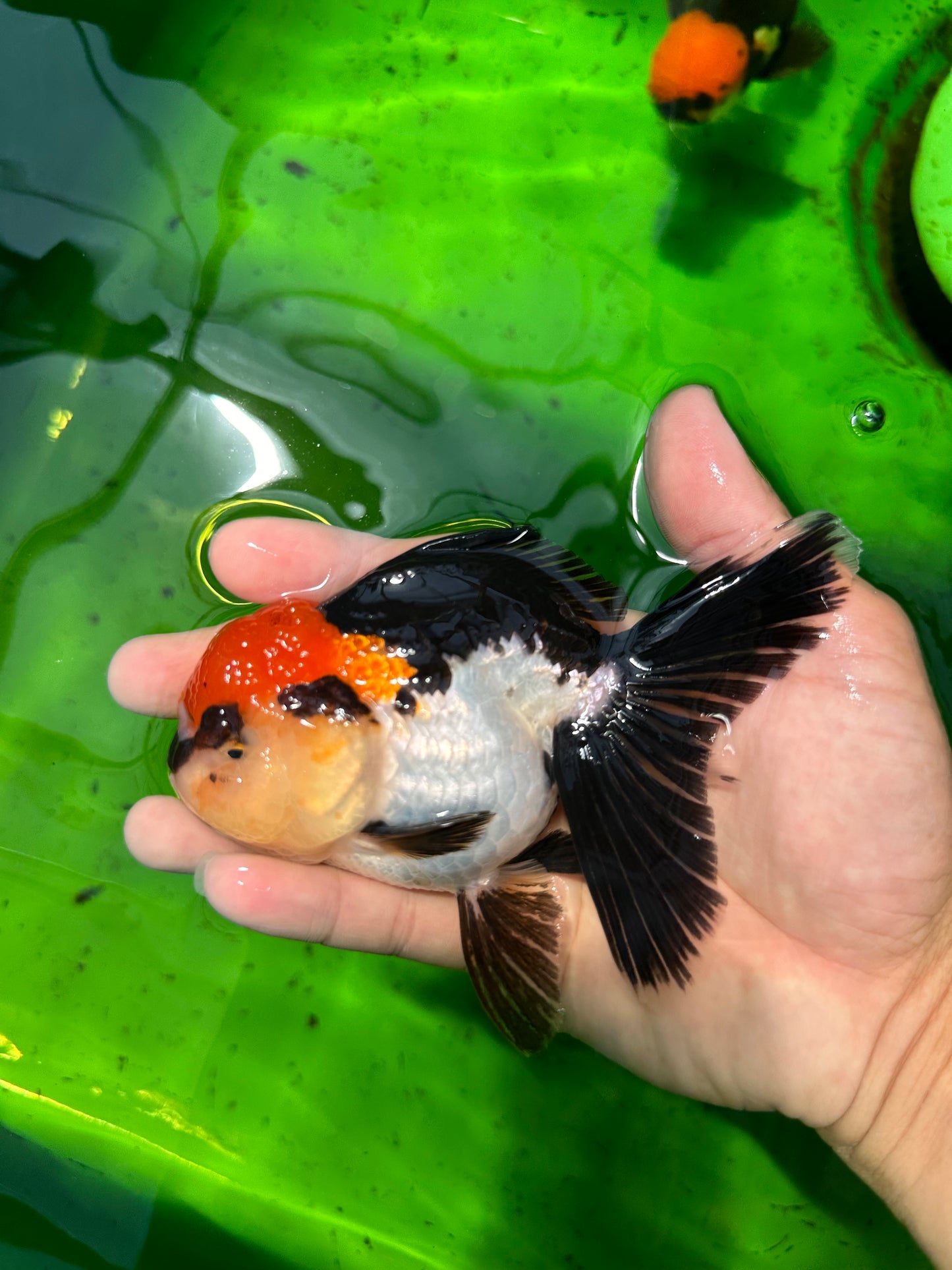 A Grade Cherry Head Tricolor Oranda Female 4.5-5 inches #0614OR_22