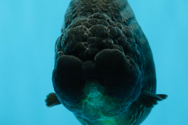 AAA Grade RARE Strong Body Structure Godzilla Black LionQueen 5 inches #051625LC_07