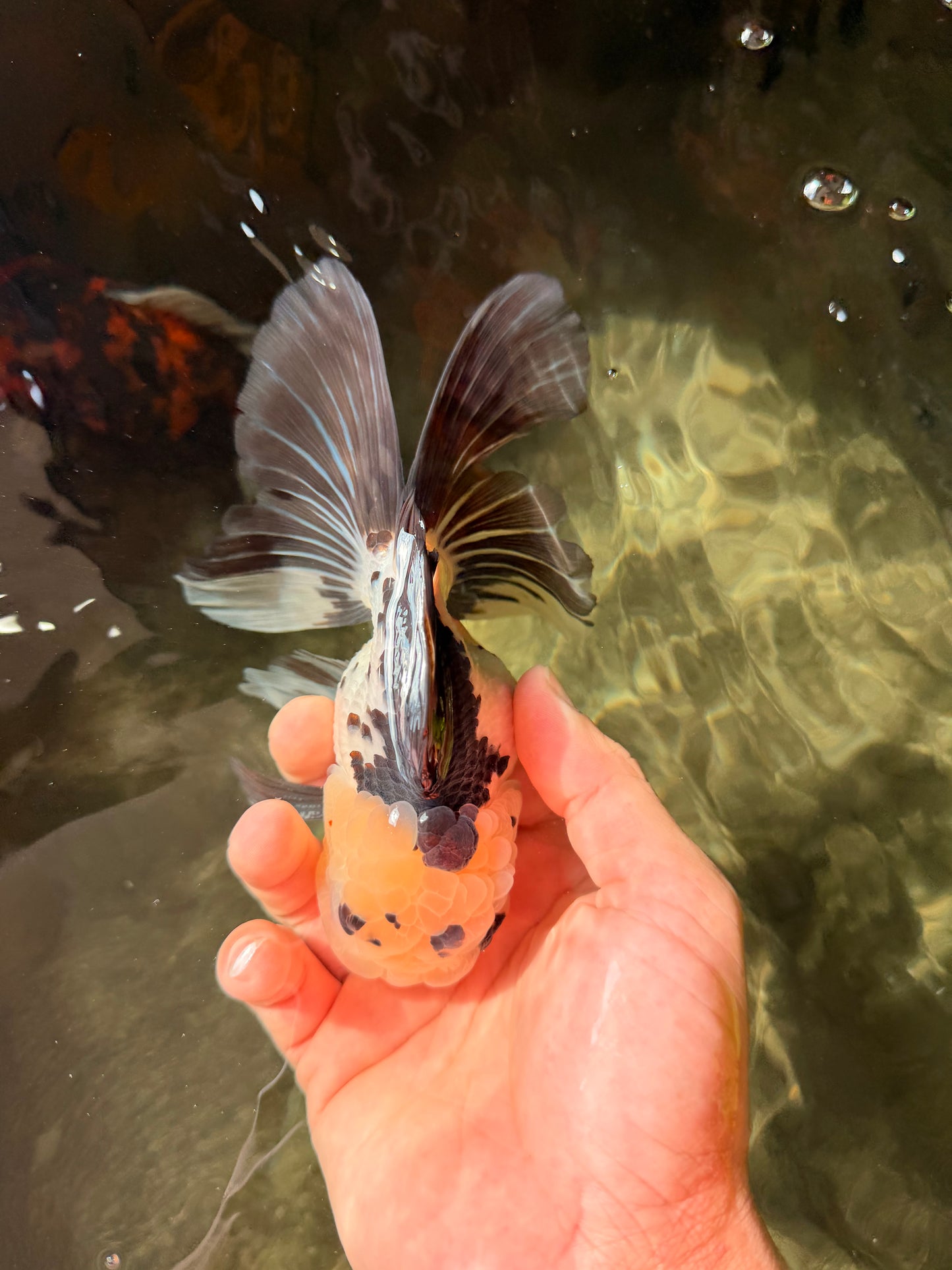 Panda Oranda Male 5.5-6 inches #032726OR_13