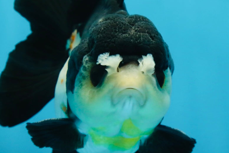 Chubby Pompom Panda Button Eyes Yuanbao Male 4.5 inches #071125YB_16