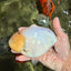 AAA Grade  Diamond Scale White Sakura Shark Ranchu Male 5.5 inches #100226RC_27