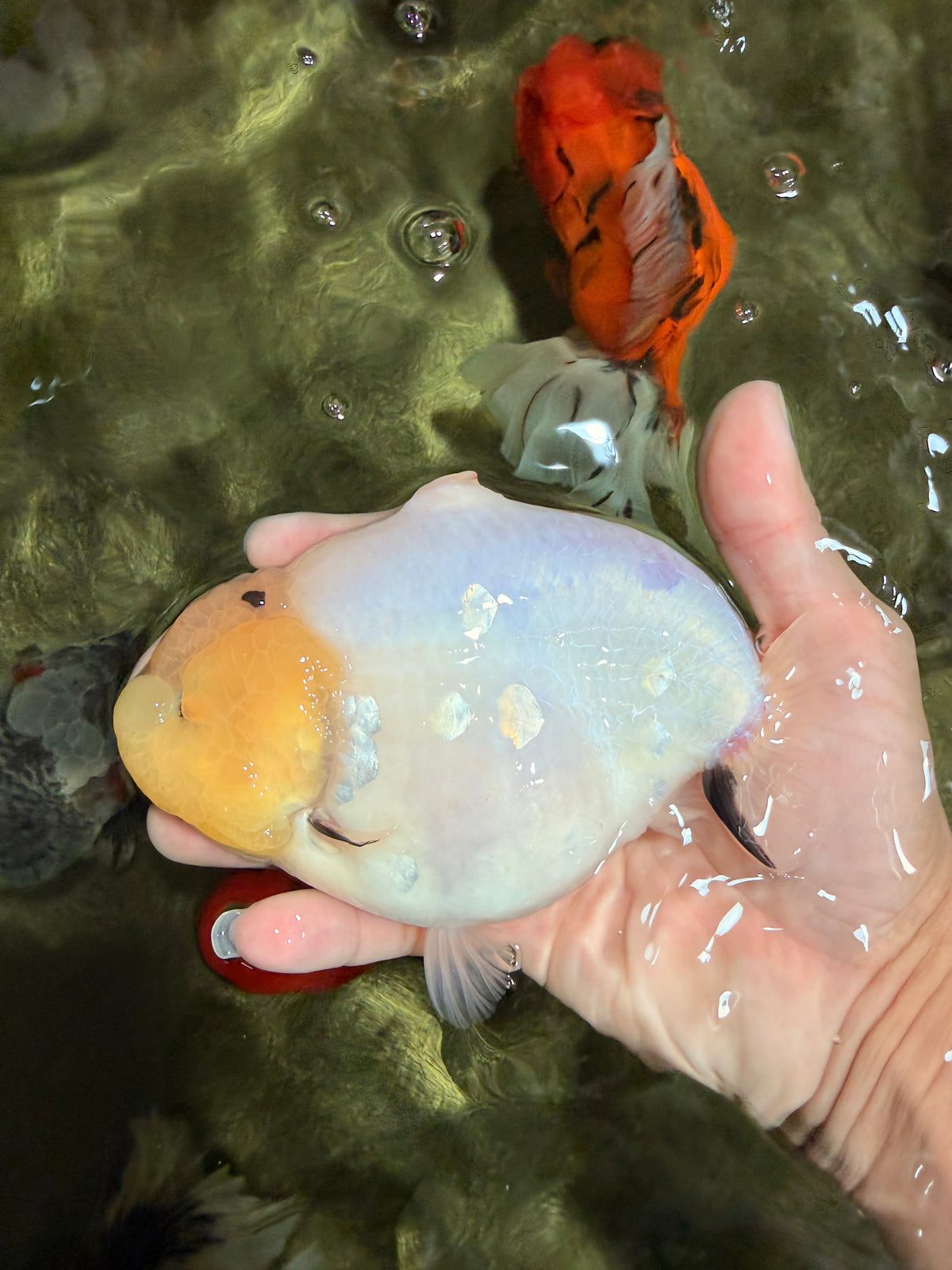 AAA Grade  Diamond Scale White Sakura Shark Ranchu Male 5.5 inches #100226RC_27