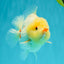 POPCORN AAA Grade Red White Yuanbao Male 5-5.5 inches #050126YB_18