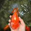 CHUBBY AAA Grade Red White Oranda Male 6 inches #081426OR_01