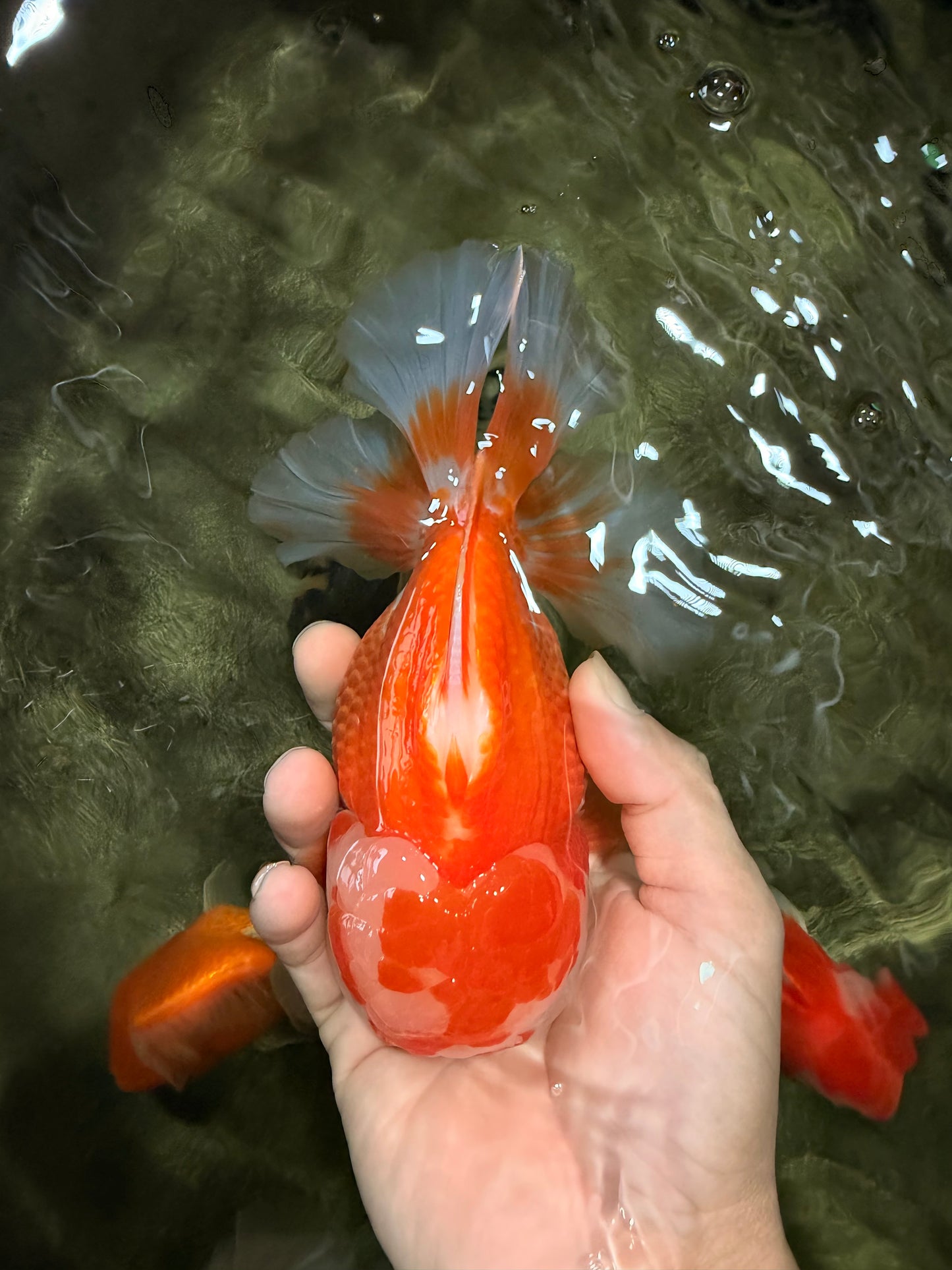 CHUBBY AAA Grade Red White Oranda Male 6 inches #081426OR_01