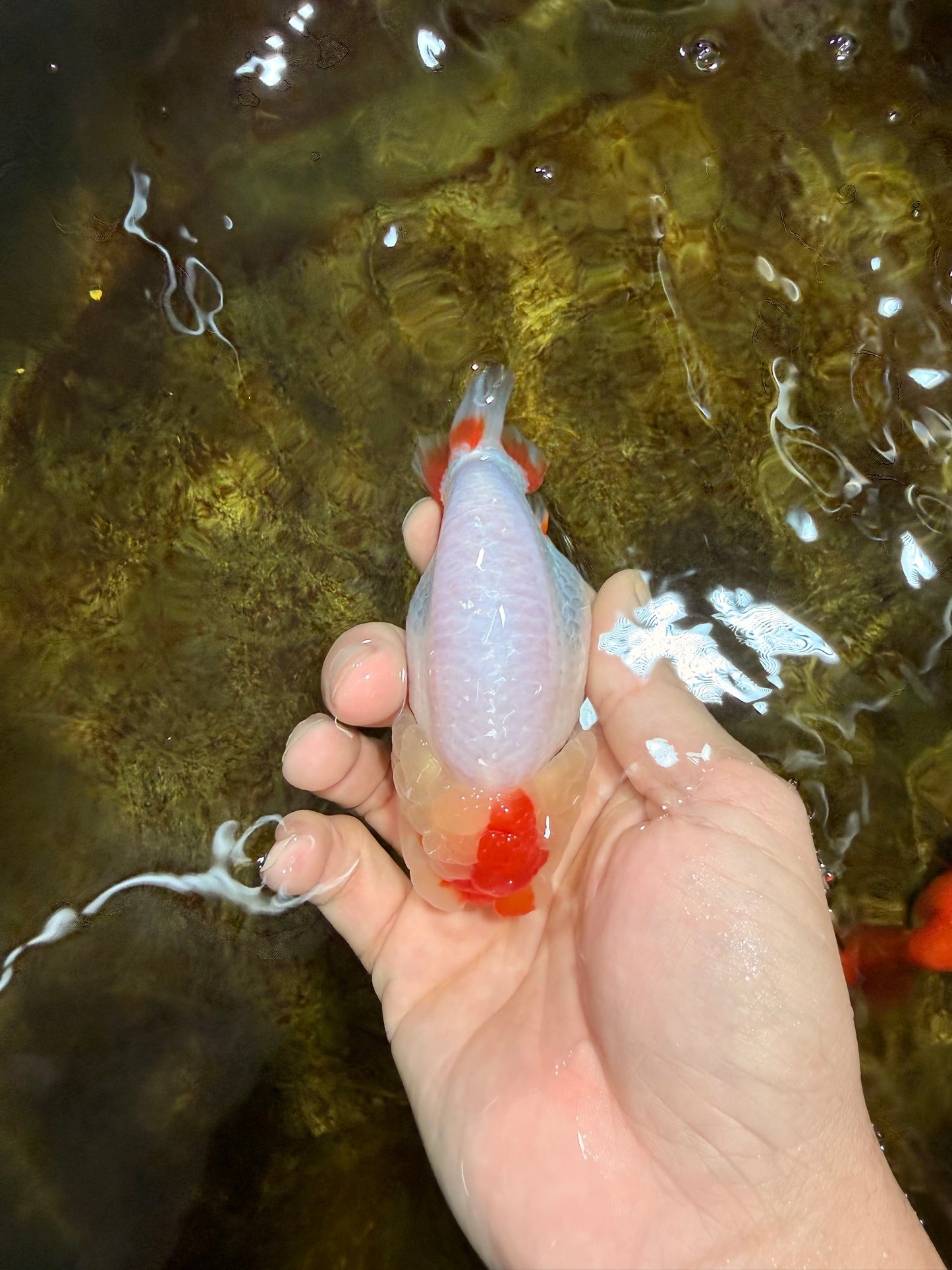 AAA Grade Red White LionQueen 4 inches #103125LC_28