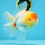 AAA Grade Godzilla Red White Oranda Female 6.5 inches #081525OR_14