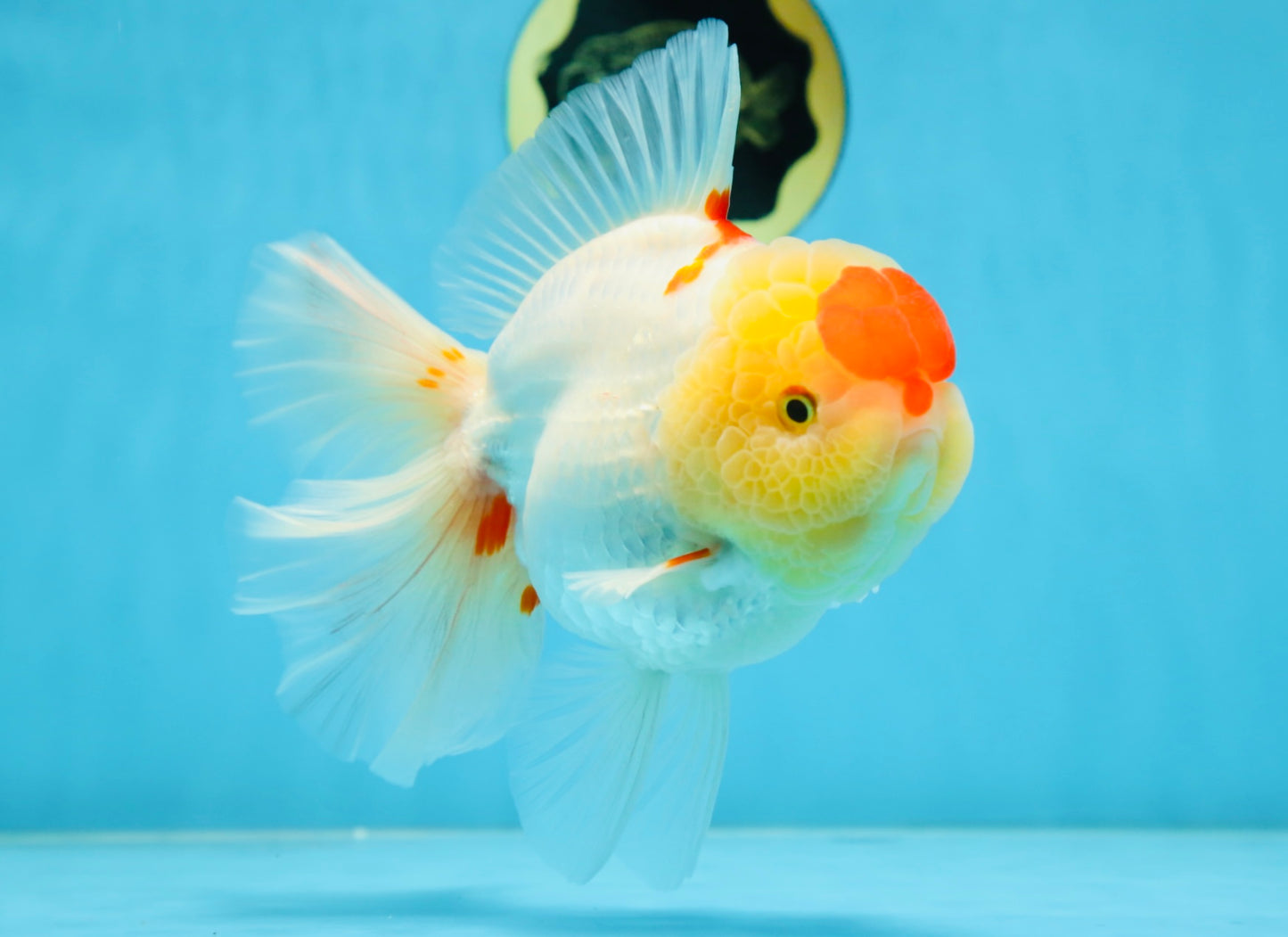 AAA Grade Godzilla Red White Oranda Female 6.5 inches #081525OR_14