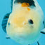 A Grade Calico Chinese Ranchu Female 4.5-5 inches #112125RC_16