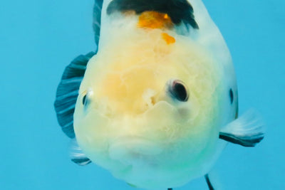 A Grade Calico Chinese Ranchu Female 4.5-5 inches #112125RC_16