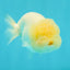 White LionChu Female 4-4.5 inches #042426LC_18
