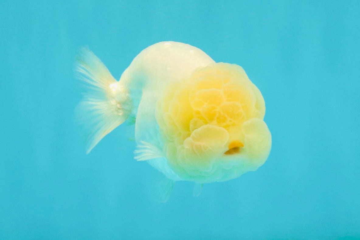 White LionChu Female 4-4.5 inches #042426LC_18