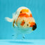 A Grade Chonky Egg Shape Tricolor Sakura Ranchu 5.5 inches #0531RC_04