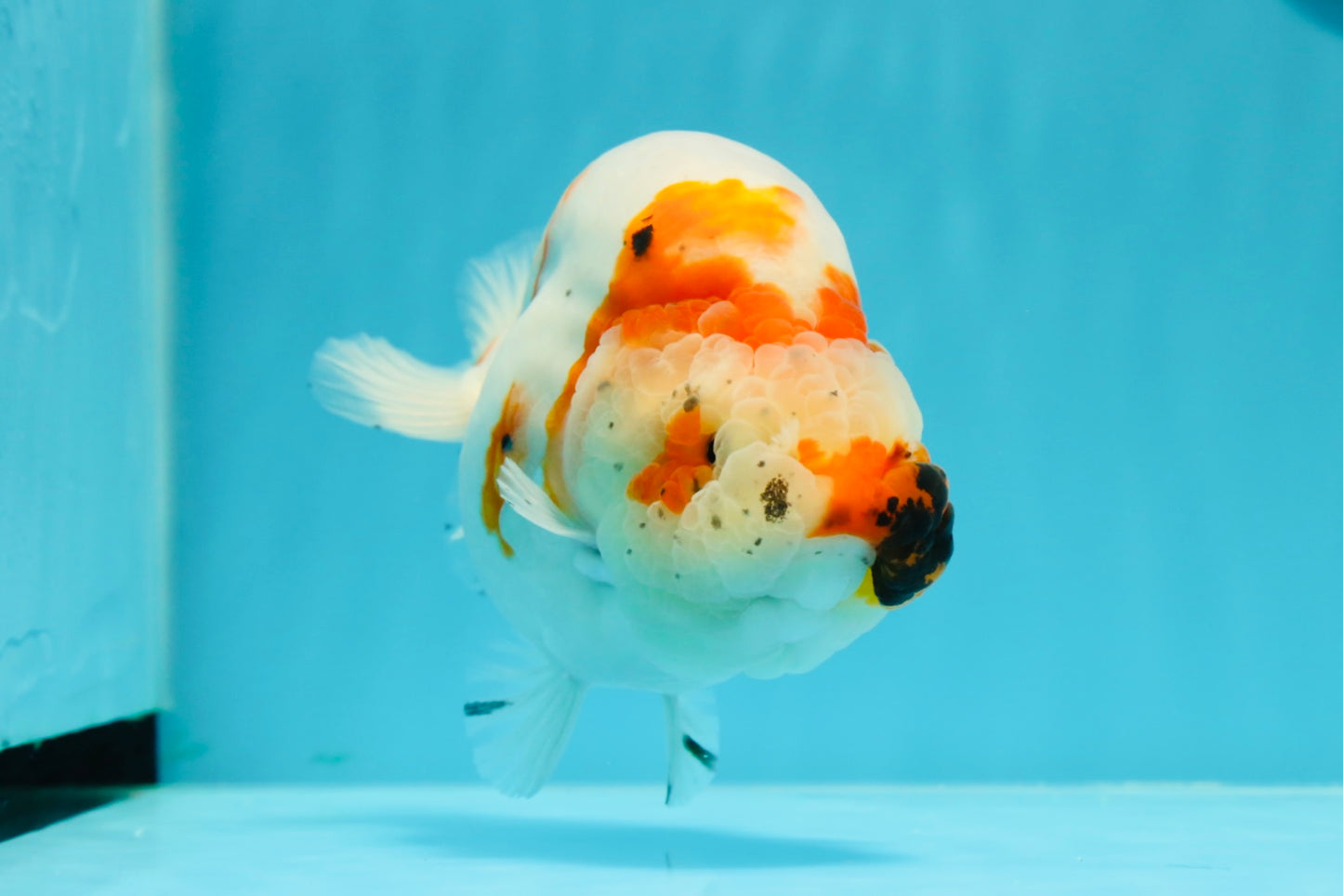 A Grade Chonky Egg Shape Tricolor Sakura Ranchu 5.5 inches #0531RC_04