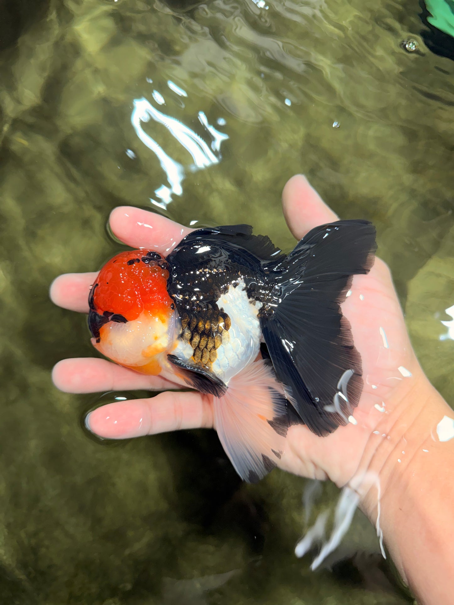 LAVA Tricolor Oranda Male 5 inches #040326OR_18
