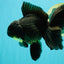 AAA Grade Black Oranda Male 6.5 inches #102326OR_08