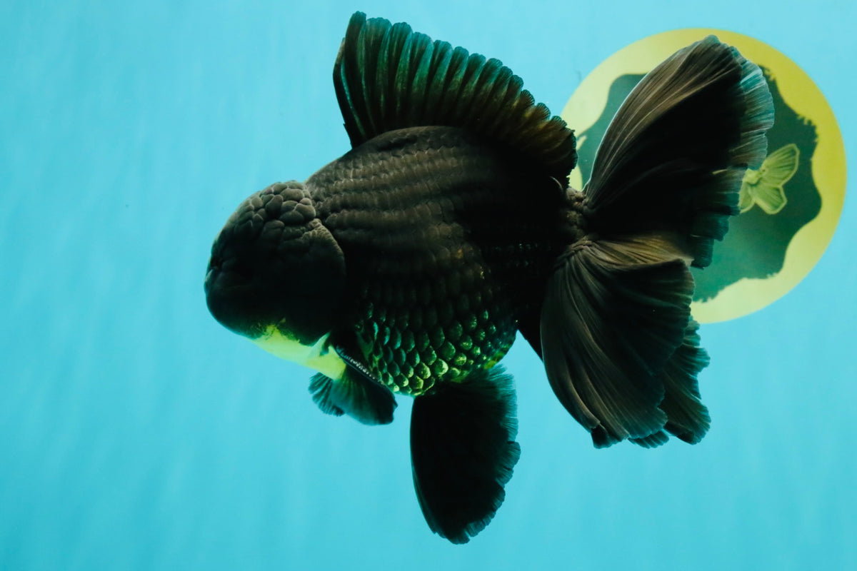 AAA Grade Black Oranda Male 6.5 inches #102326OR_08