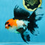 A Grade Tricolor Oranda Female 6.5 inches #090525OR_19