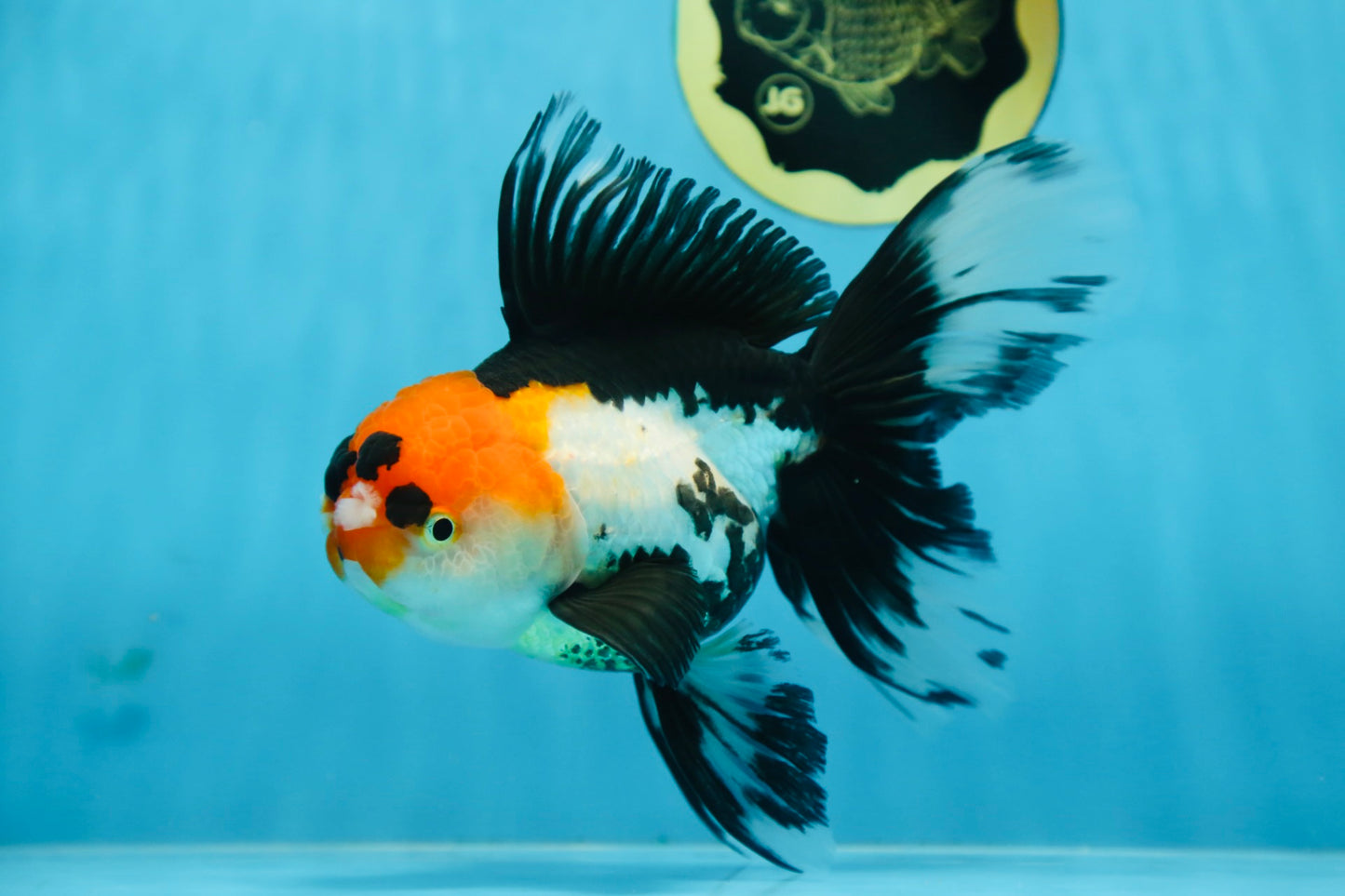 A Grade Tricolor Oranda Female 6.5 inches #090525OR_19