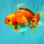 A Grade Red White Oranda Female 5.5 inches #071726OR_20