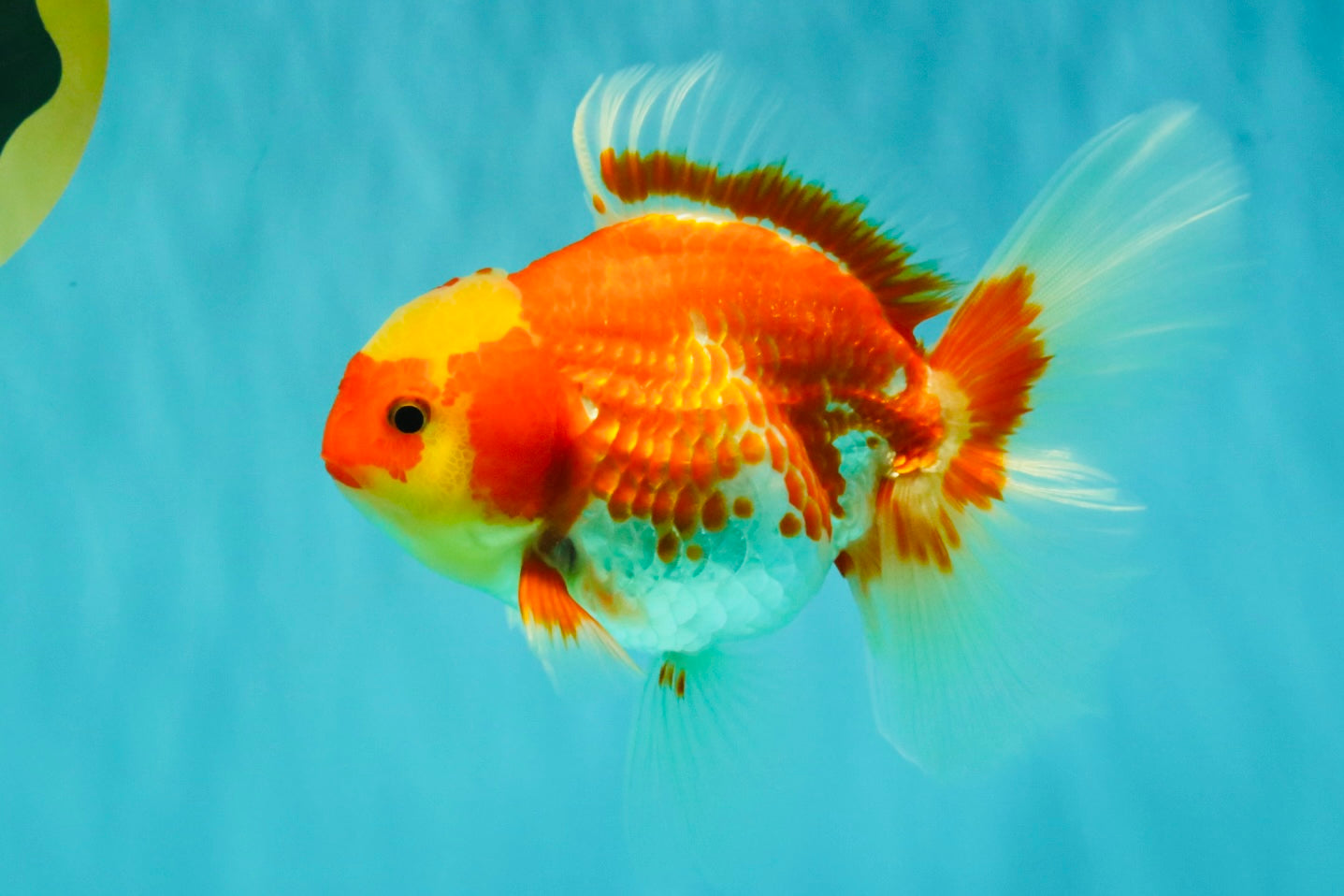 A Grade Red White Oranda Female 5.5 inches #071726OR_20