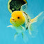 A Grade Lemonhead Oranda Male 5  inches #050925OR_43