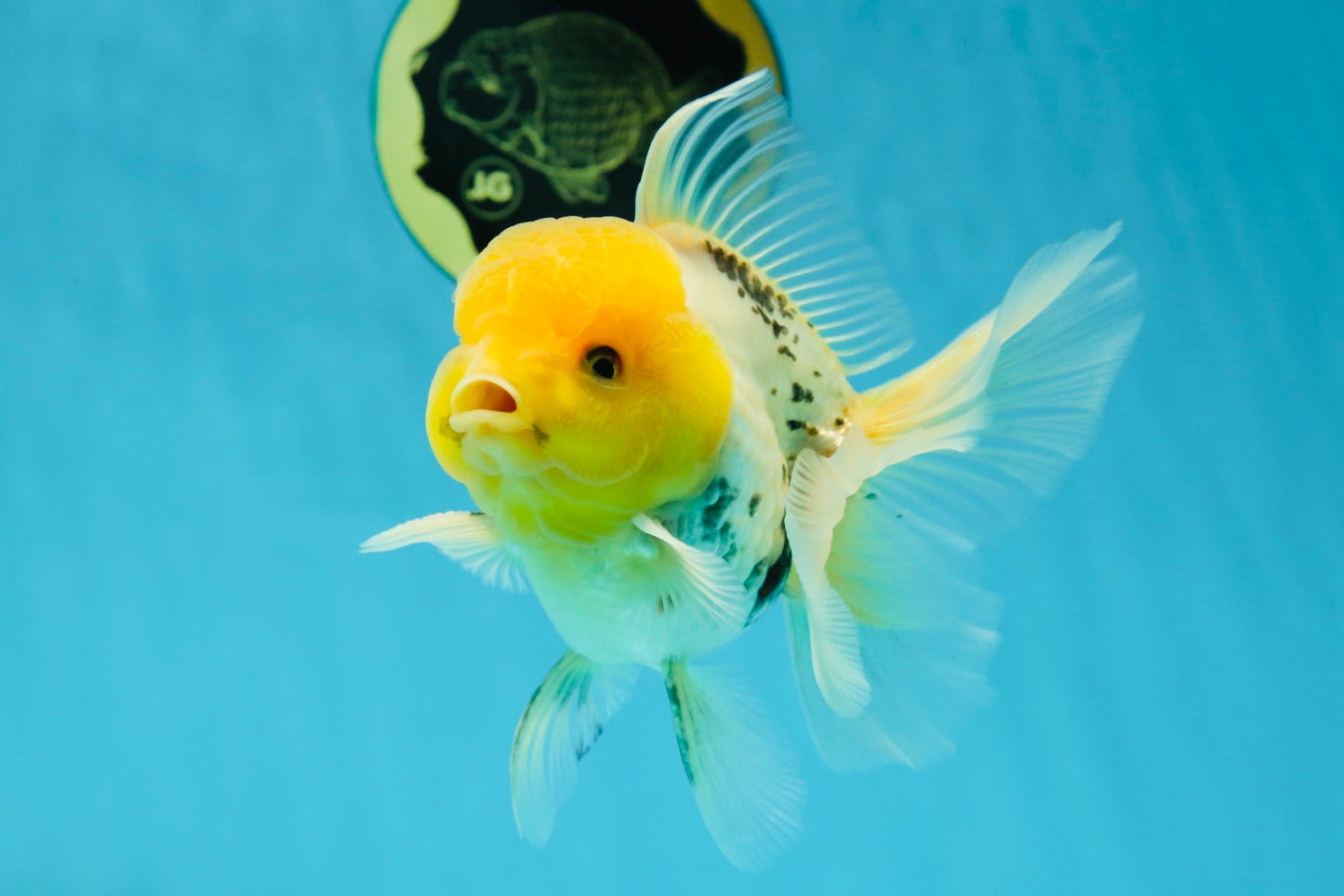 A Grade Lemonhead Oranda Male 5  inches #050925OR_43