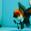 A Grade Lava Head Tricolor Oranda Male 5.5 inches #110824OR_07