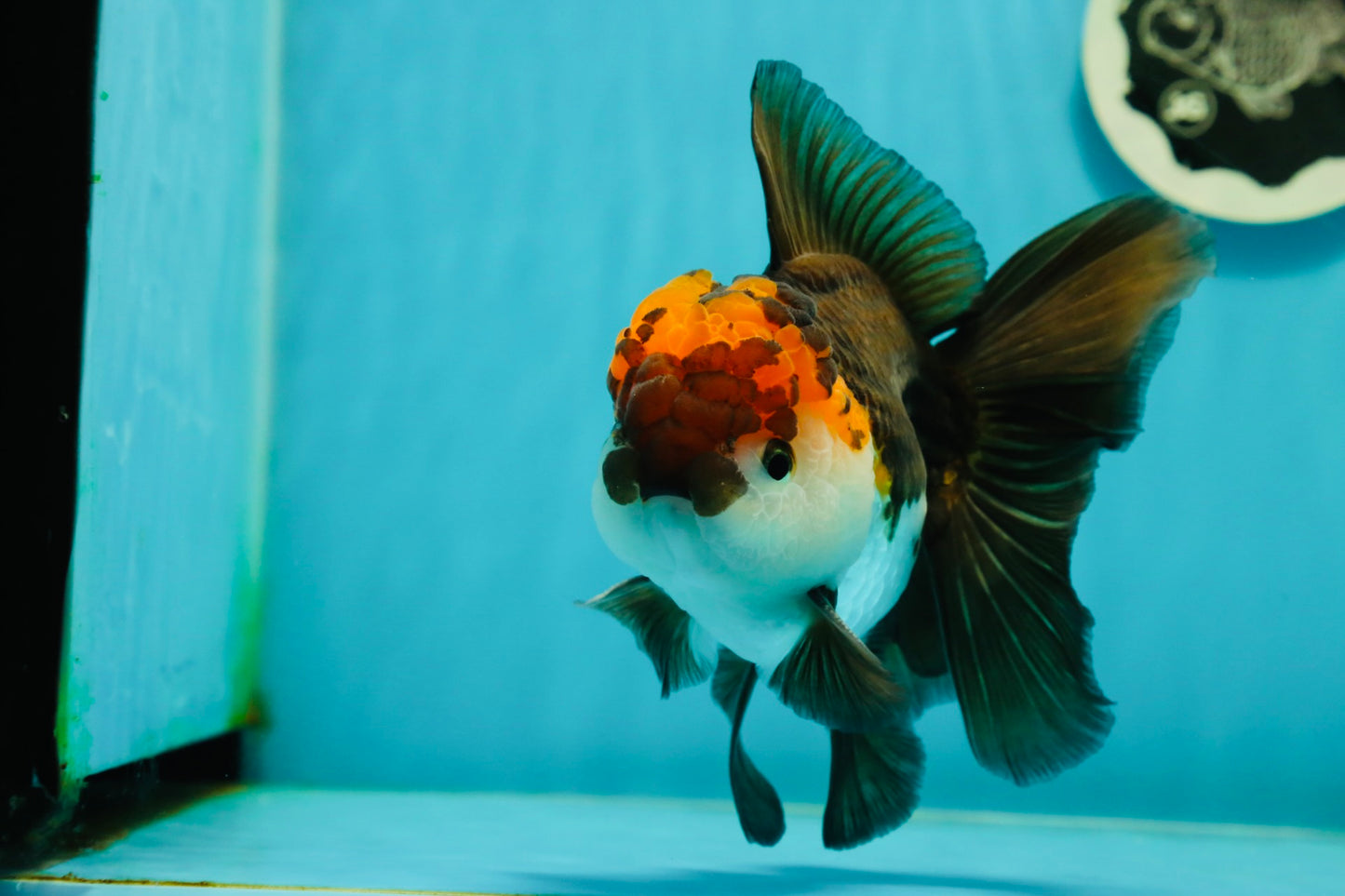 A Grade Lava Head Tricolor Oranda Male 5.5 inches #110824OR_07