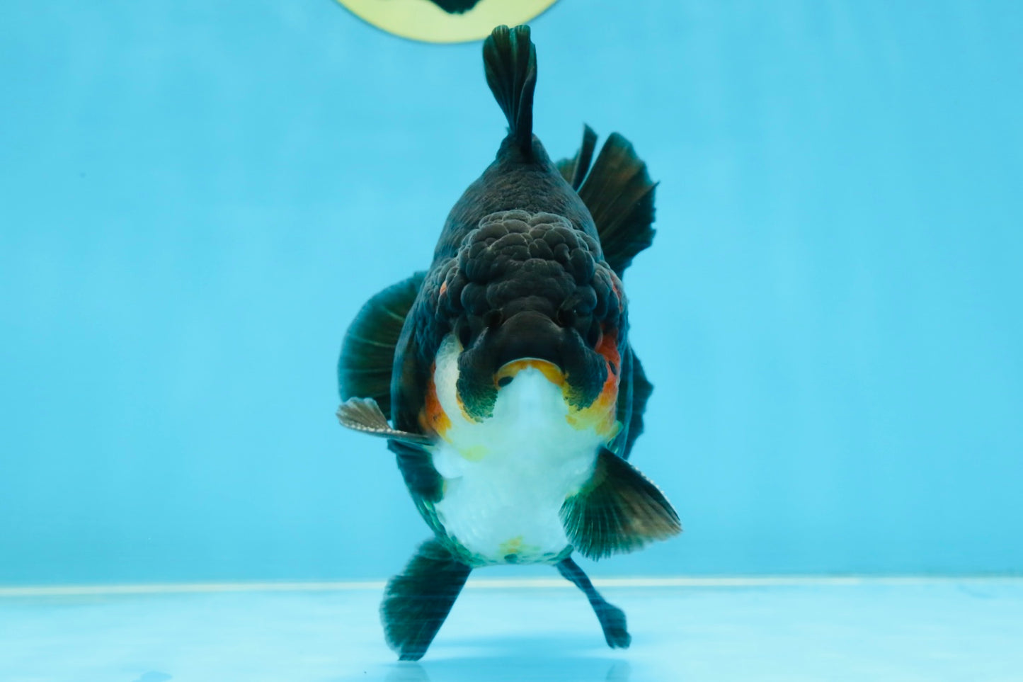 AAA Grade Tricolor Yuanbao Male 5 inches #101025YB_29