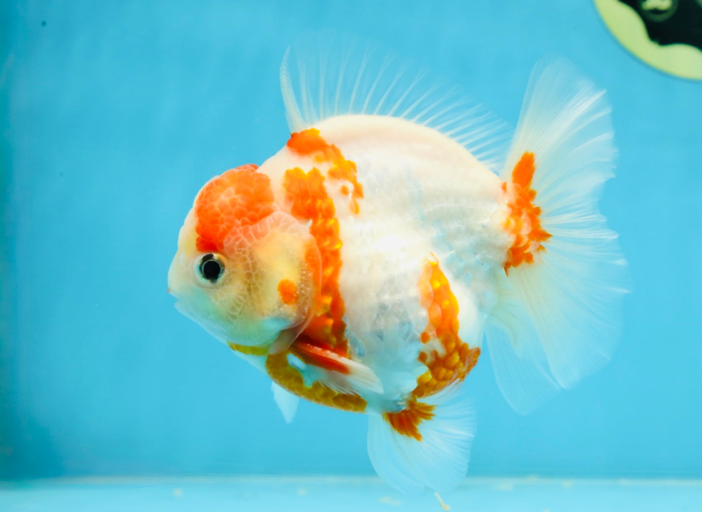 AAA Grade Sakura Kohaku Yuanbao Male 4.5 inches #101025YB_30