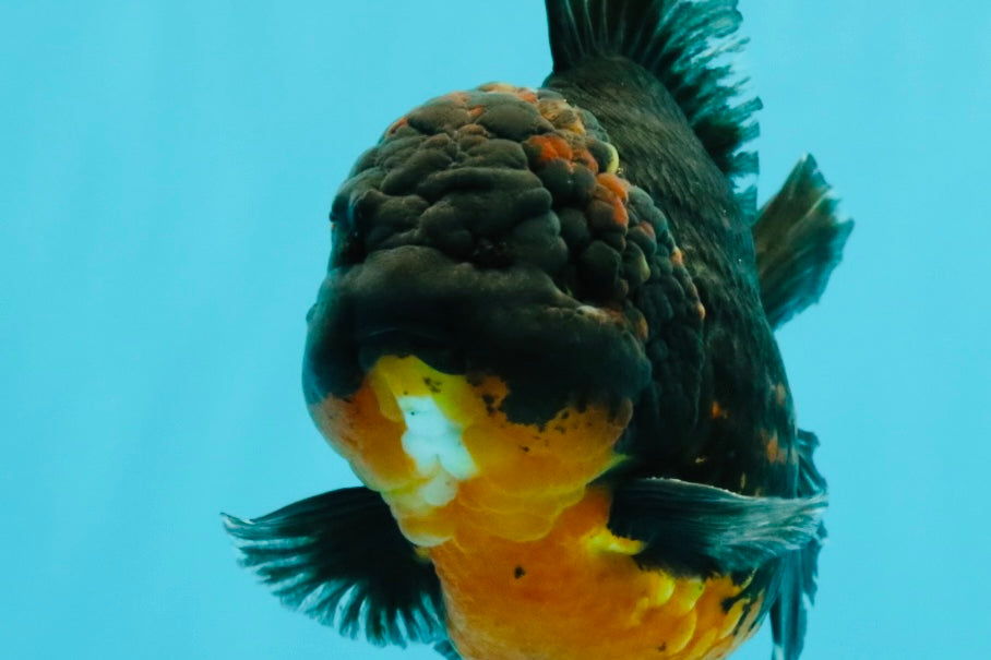 A Grade Dark Kirin Yuanbao Male 5 inches #032026YB_18