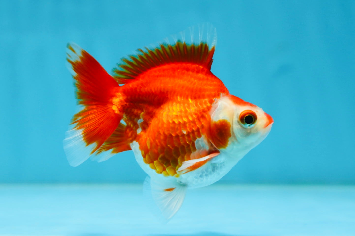 POCKET AAA Grade Small Red White Ryukin Female 3.5-4 inches #082225RK_26