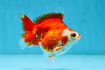 POCKET AAA Grade Small Red White Ryukin Female 3.5-4 inches #082225RK_26