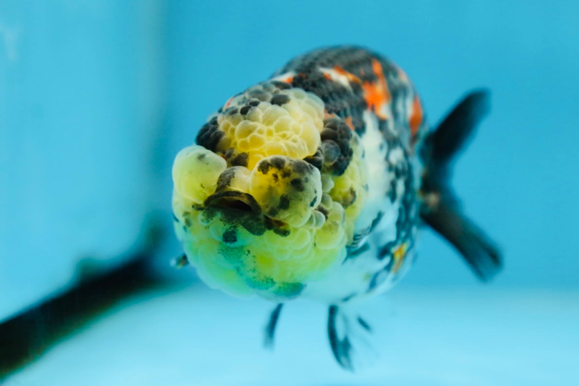 SUPER CUTE Tricolor Tiger Lionchu Female 3.5 inches #090525LC_04