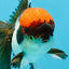 Red Head Tricolor Oranda Male 4.5-5 inches #032726OR_09