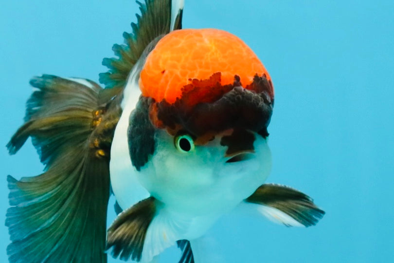 Red Head Tricolor Oranda Male 4.5-5 inches #032726OR_09