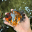 AAA Grade Calico Tiger Yuanbao Male 4.5 inches #100226YB_07